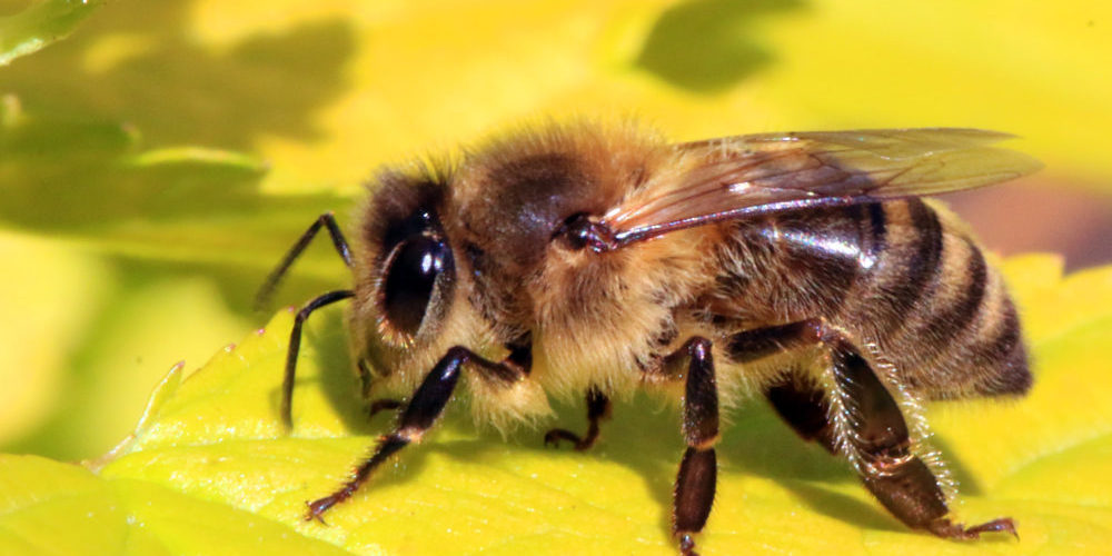 bee