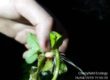 GCN eggs