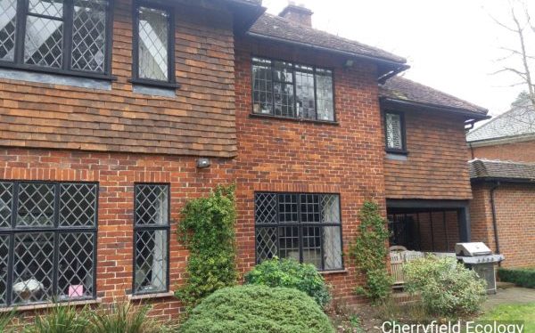 house2 House suitable for bats