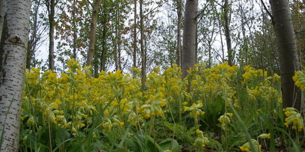 woods