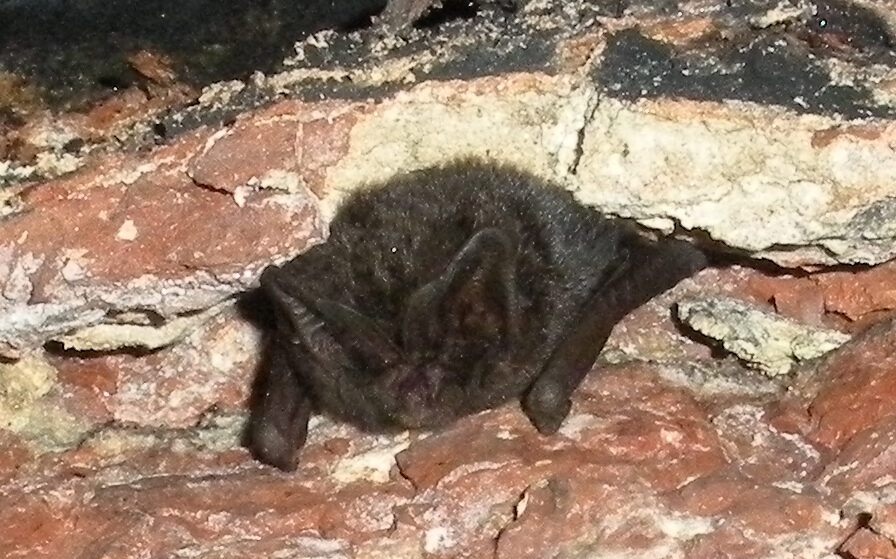 Barbastelle-DSCN2981-Crop