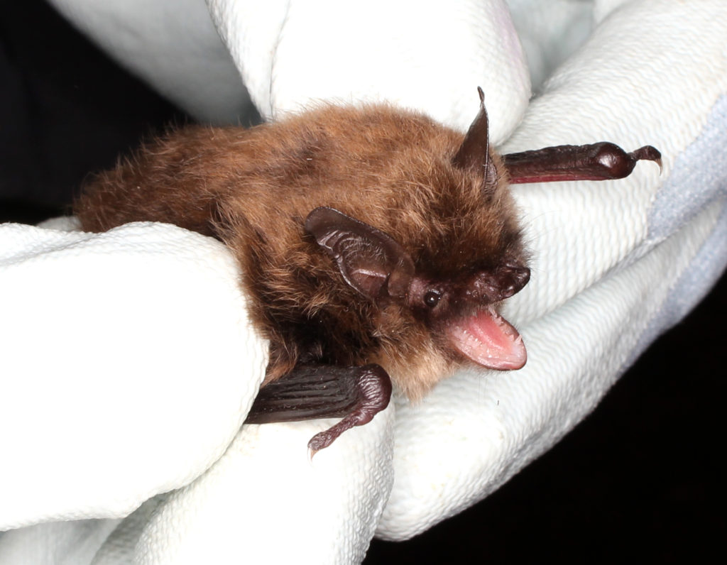 bat in hand