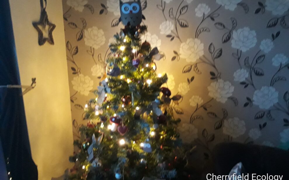 IMG_20181217_154440 Christmas Tree