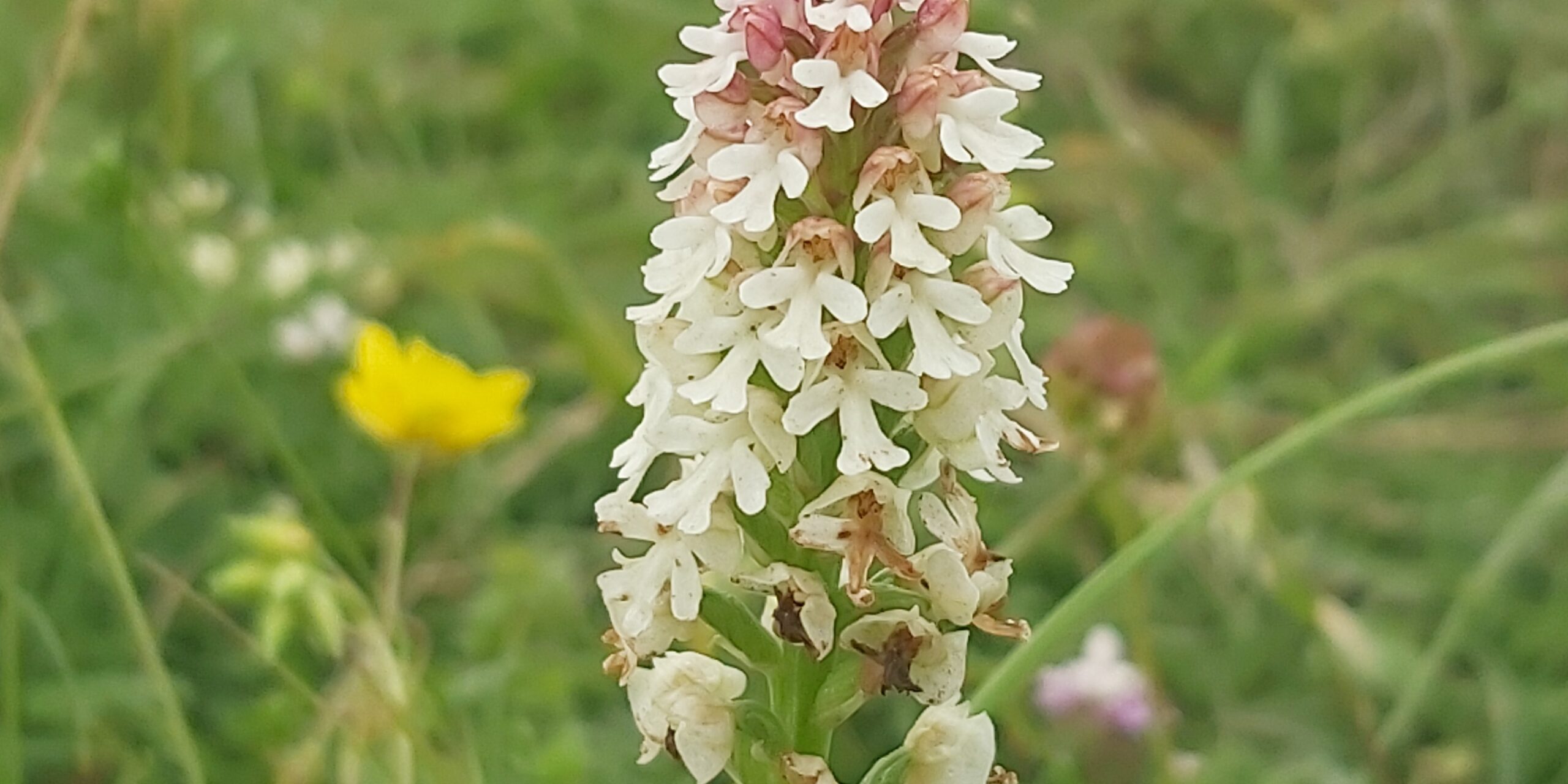 Burnt tip Burnt tip orchard