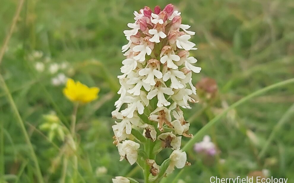 Burnt tip Burnt tip orchard