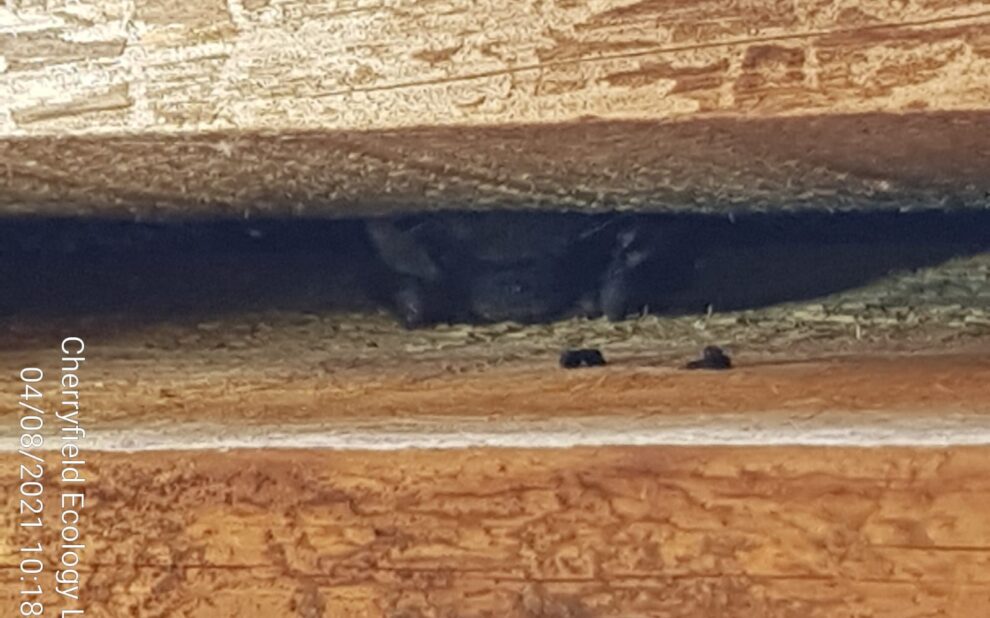 bat bat under weather boarding