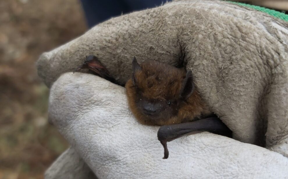 IMG_20190916_105610 bat in hand